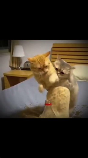 Cat’s CRAZY Reaction to Exploding Coca-Cola! 🐱💥 #cat