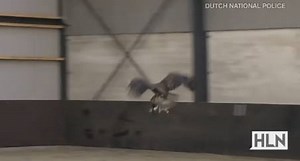 26K views · 430 reactions | A Dutch company is using bald eagles to...