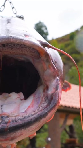 Wilderness Cooking | 🍋YouTube Channel 6M+ on Instagram: "🐟 This Giant Catfish Turns Into the Best Village Feast! 🔥 A giant catfish is prepared in the village with a rustic outdoor recipe. Fresh, smoky, and unforgettable – this countryside cooking is one of a kind! . . . . #viral #reels #epic #giant #wildfood #cooking #outdoor #reelstagram #reelsoftheday #explorepage #naturefood #catchandcook #recipe #fish #villagelife #catfishcooking #recipecatfish #reelscooking #foodie #tasty #catfishfood #r