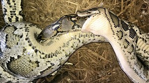 Burmese python devours massive rival snake in an epic showdown