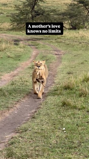 I watched a mother lion carry her newborn cub for more than a mile, holding her baby gently in her mouth as she moved toward a safer place. When she needed to, she stopped. Set the cub down. Adjusted. Then picked her baby up again and kept going. It struck me how familiar it all felt. The patience. The protection. The willingness to do whatever it takes. Across species, across worlds, this is universal. A mother’s love knows no limits. @kapotocamp #motherhood #mothers #wildlifephotography #natur