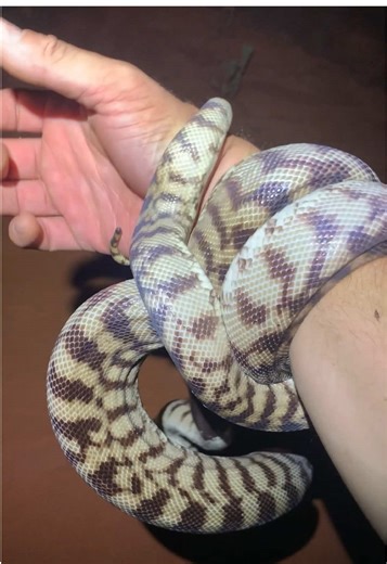 Sacré Michel !!! Pour déboîter du Varan dans son terrier il y a du monde mais après il ne faut plus rien lui demander !!! #python #serpent #australie #loicetlezanimaux #phobie