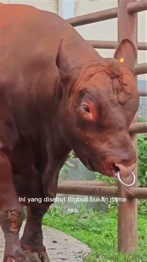 BIGBULL,Julukan untuk sapi super besar yanh nggak masuk akal,hasil genetik