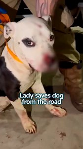 Pup survives car accident 🥺 #rescuedog #streetdog #cuddlebuddies | Cuddle Buddies