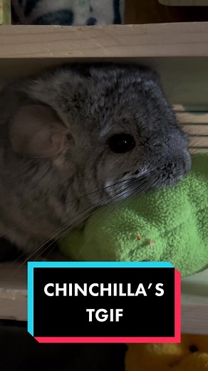Happy Chinchilla Celebrating Friday with Cheerful Chirps