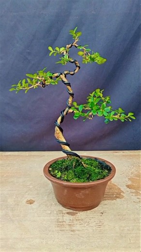 Boxwood bonsai material styling tree #Bonsai #Bonsai Making #Boxwood