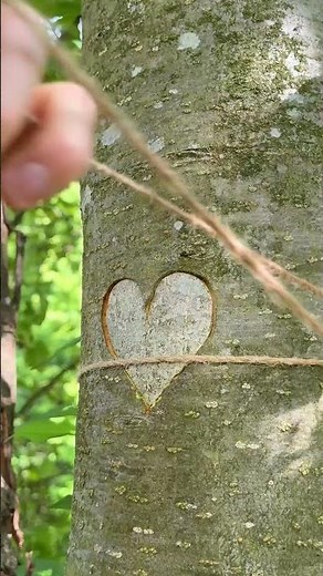 This heart-shaped tree grafting is pure love