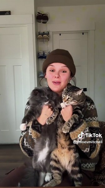 Effective Tips to Train Your Cats at Home