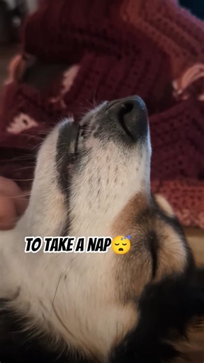 5...6...7...8...Nap! 💤 🐕 #shorts #pets #cute #funnydog