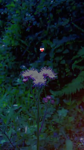 Most beautiful flowers 🌹🌼.Also, Like ,Comment, Subscribe, Share. #beutifull #nepali #flowers