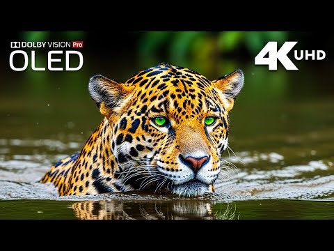 Dolby Vision 4K UHD Experience | Wildlife & Natural Landscapes