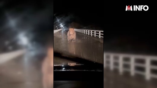 Les attaques d'ours sont un fléau au Japon. Il y a eu 13 morts depuis le mois d'avril... un record. Les animaux sèment la terreur à proximité des écoles et des supermarchés. Ils pénètrent même dans les maisons en quête de nourriture. Les autorités ont décidé de déployer l'armée. 🎙️ Arthur Klajnbaum | M6 Info