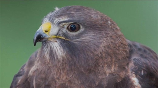 Marin County's Hawk Hill recreation area reopens after lengthy renovation