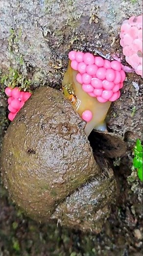 Snail Laying Eggs in Stunning Close-Up