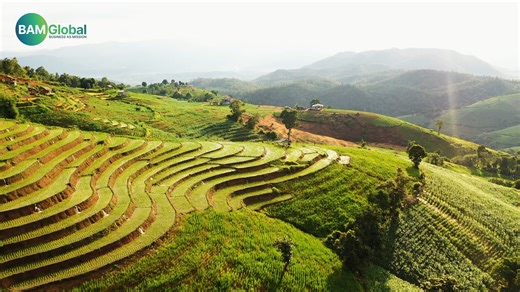 BAM Agribusiness Introduction Video