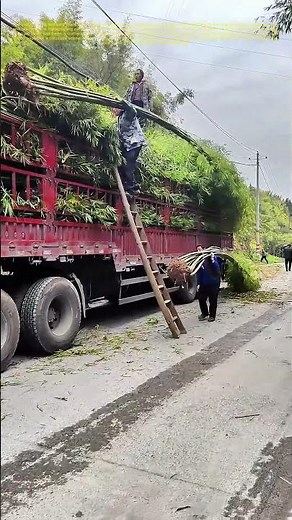 "Loading Labor: How Manual Skill Moves Tons of Bamboo"