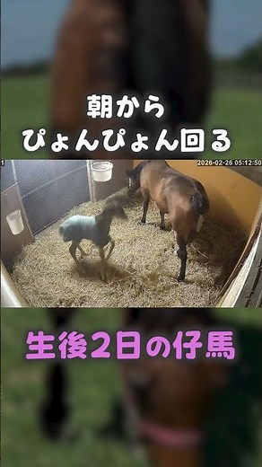 朝からぴょんぴょん回る生後2日の仔馬