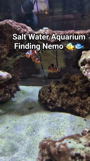 Salt Water Aquarium Finding Nemo 🐠🐟 #aquarium #automobile