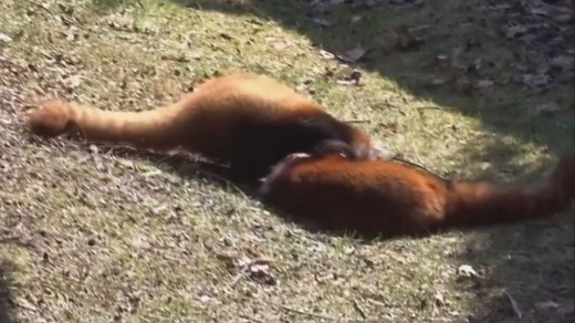 693K views · 6.1K reactions | Red pandas have a wrestling match | The Independent | Facebook