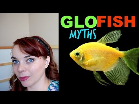 THE TRUTH ABOUT GLOFISH | Glofish Explained
