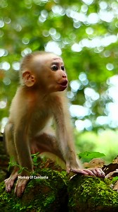 Tragic Wild Story: Baby Monkey Left Alone After Losing His Mother, Screams in Panic, Runs Through the Forest Calling Mom Repeatedly, Searching Everywhere, Yet She Is Nowhere to Be Found | Monkey Of Cambodia