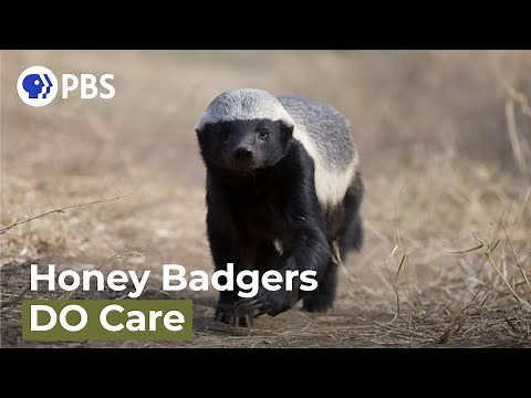 Are Honey Badgers One Of the World's Smartest Animals?