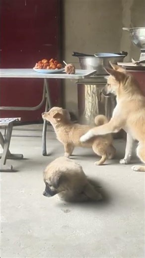 Dogs Caring for Their Puppies