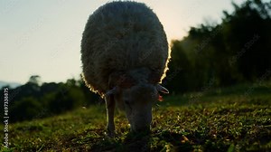 Sheep with thick wool eats grass on lawn, close-up. Sergeant of sheep eat grass in pasture, farm on mountains In the evening the sun was setting, there were orange lights sunshine and dark shadows.