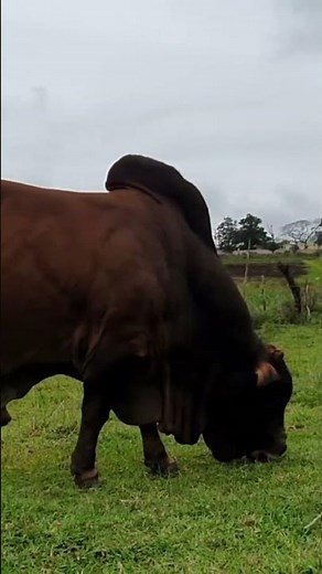 Meet the Mighty Boran Bull: Africa's Beef Powerhouse #shorts