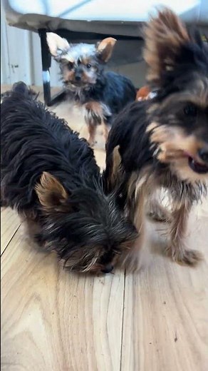 Female Teacup Yorkshire Terriers