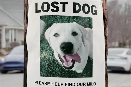 Ring Uses Its 2026 Super Bowl Ad to Help the U.S. Find Its Lost Dogs (Exclusive)