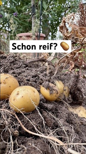 🥔 When are potatoes ready to harvest? How to tell