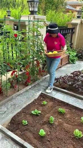 Explore the Bountiful Tomato Garden in Our Tiny Courtyard