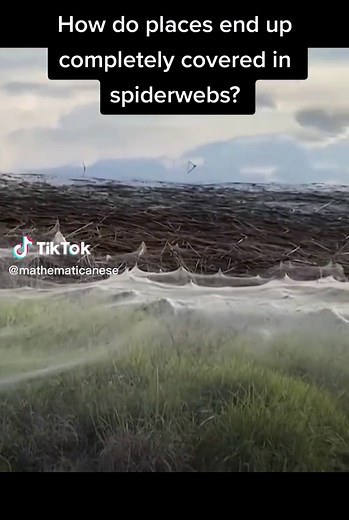 Ballooning Spiders: A Fascinating Study in Math and Biology