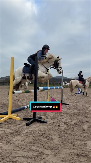 Exciting Cob Jumping with Ellie and Showjumpers