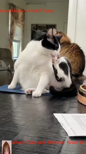 What it’s really like filming cats Behind the scenes_R_012 | Tiny But Mighty