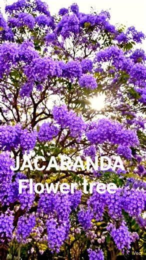 Jacaranda Flower Tree Flower lovers🌹\\\\ #shorts ‪@FlowersComedy‬