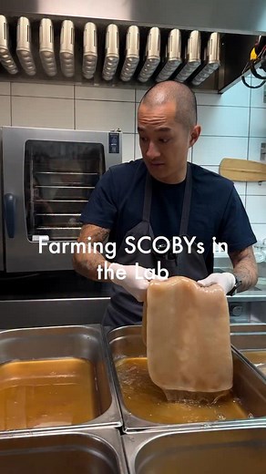 Ever wondered how we grow our SCOBYs? 🤔 A SCOBY (Symbiotic Culture Of Bacteria and Yeast) is a biofilm that’s key to kombucha brewing. Here’s a peek into our SCOBY farm! Instructions: 1. Brew a neutral black tea (5g per liter). 2. Sweeten to 12 Brix (12g sugar per 100g liquid). 3. Add 16% backslop (matured kombucha with pH 2.9-3.0) for a strong bacteria culture. 4. Include 1.5% alcohol to kickstart acetic acid production. 5. Pour into a gastro tray (optimize surface area) with 3 liters of mixtu