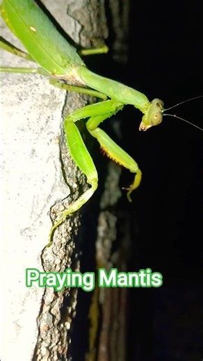 Praying Mantis Eating #insects #animals #mantis#shorts