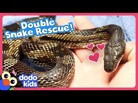 Can Rescuers Save 2 Snakes Stuck In The Weirdest Ways?! | Dodo Kids | Rescued!