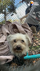 1.7M views · 44K reactions | This little dog just keeps escaping her rescuers — but wait til Day 5 ❤️ | The Dodo | Facebook