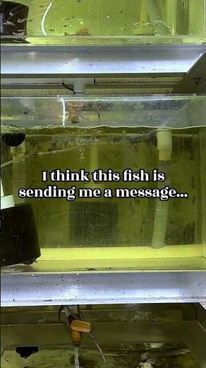 Ever seen a fish that delivers hidden messages? I got you