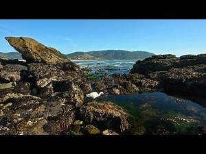 Relaxing & Peaceful Ocean Waves Flowing into Rocks filled w Sea Life at Low Tide - Carmel, CA