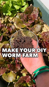 DIY Worms Farm with 3 buckets 🌿 Turn your food scraps into a rich fertilizer 💚 Worm compost is in my opinion the best composting method for small space. It does not stink, it is space efficient and you can harvest both the worms humus & the worm juice to fertilise your plants & your food 🥬🍅 The three buckets DIY solution 🪣 FIRST BUCKET Drill holes at the top (for airflow) and drill many holes at the bottom. Place cardboard at the bottom and water. This will make the base for your worms to f