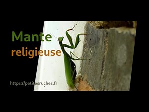 Praying mantis (Mantis religiosa - European mantis) is laying its eggs in front of the door