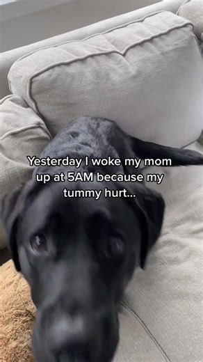 52K views · 1.2K reactions | Not covered by Pet Insurance, for the record #dogsofttiktok #labsoftiktok #labrador #funnydog #sickdog #fyp | Labrador Retriever Lovers | Facebook