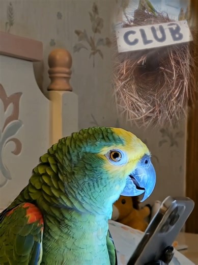 Relive the Party Days with Parrots