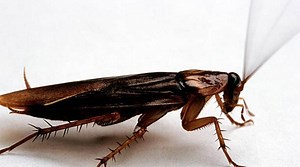 'A cockroach moving in my head': Insect removed from man's ear after three days