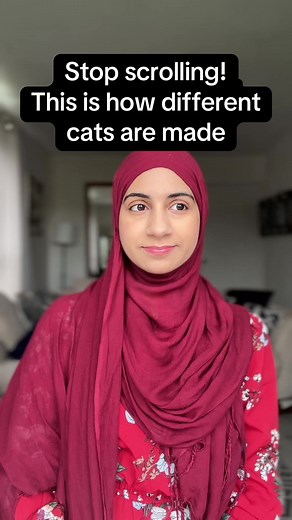 Understanding How Different Cat Breeds Are Created