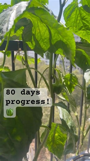 80 days progress - bell pepper setup #hydroponics #bellpeppers